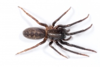 La Sgestrie florentine. Un mle immature (Araneae - Segestriidae - Segestria florentina)